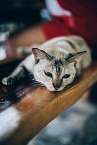 Close-up of a cat resting