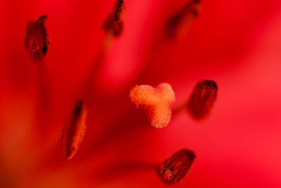 Close-up of red flower
