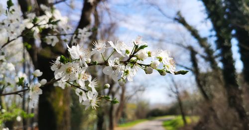 Close-up of white cherry blossoms in spring