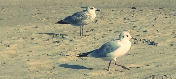 Birds in flight