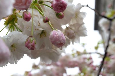 Close-up of pink cherry blossoms in spring