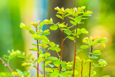 Close-up of plant leaves