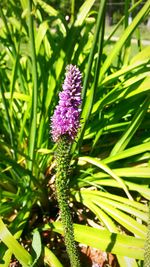 Close-up of purple flower