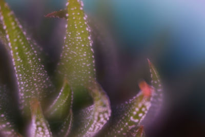 Close-up of succulent plant