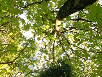 Low angle view of trees