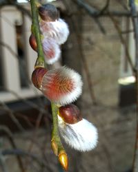 Close-up of insect on flower