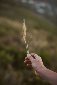 Close-up of hand holding plant on field