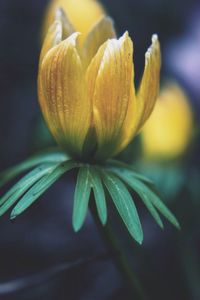 Close-up of yellow flowers