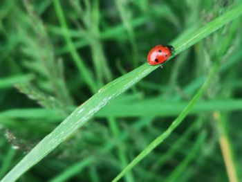 ladybug
