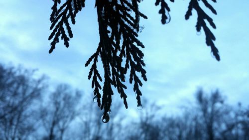 Low angle view of plant against sky