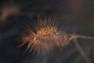 Close-up of dried plant