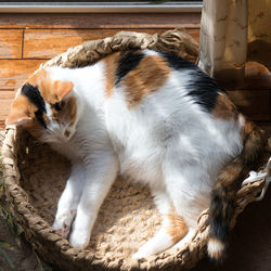 High angle view of cat resting