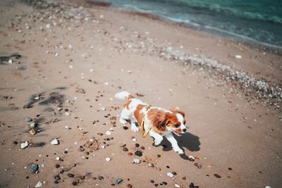 High angle view of dog on beach