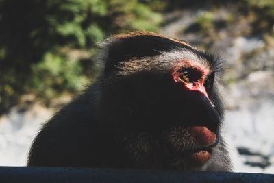 Close-up of monkey