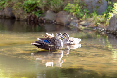 Birds swimming in lake