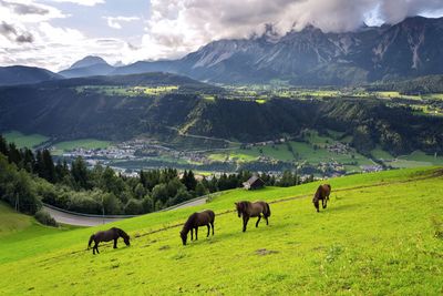 Horses grazing in a field