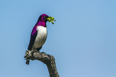 Low angle view of bird perching on branch against blue sky