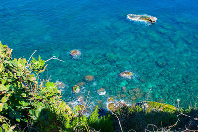 High angle view of jellyfish swimming in sea