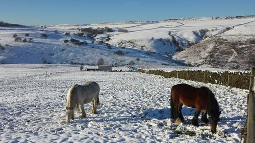 Horse grazing on snow covered landscape
