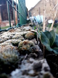 Close-up of plants growing on field