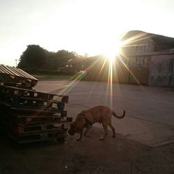 Sun shining through clouds