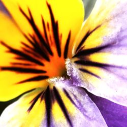 Macro shot of yellow flower