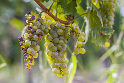 Close-up of grapes growing in vineyard