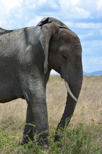 Close-up of elephant on field