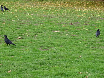 High angle view of bird on land