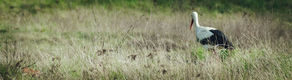 View of a bird on field