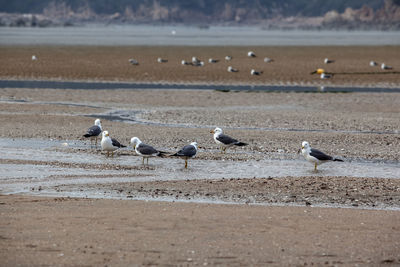 Side view of birds on shore