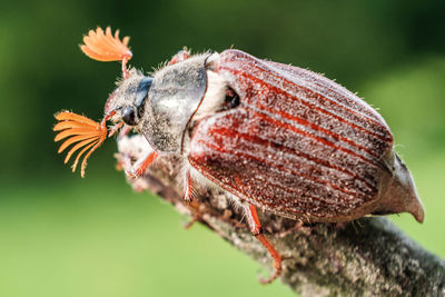 Close-up of butterfly pollinating on flower