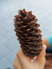 Close-up of cropped hand holding pine cone