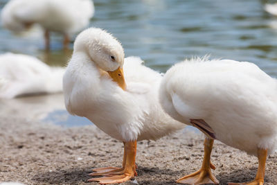 Close-up of swan in lake