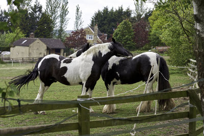 Horses standing in ranch