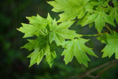 Close-up of leaves