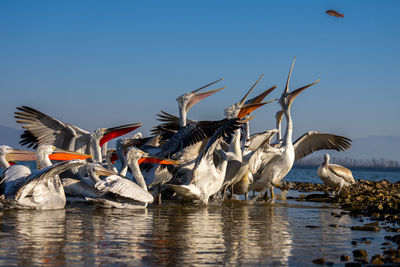 Low angle view of birds flying over lake