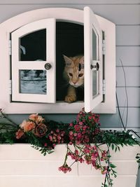 Cat by window