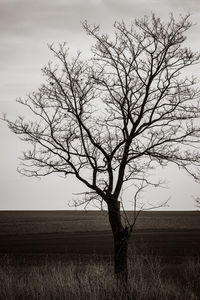 Bare trees on field