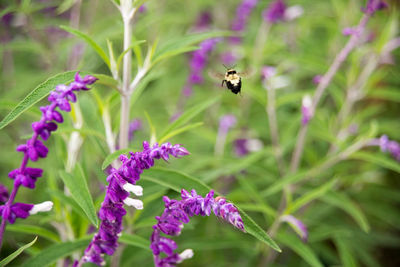 Bee flying above purple flowers
