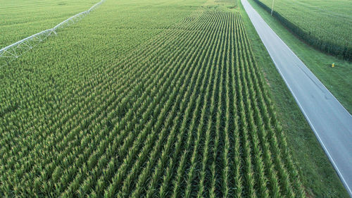 High angle view of agricultural field