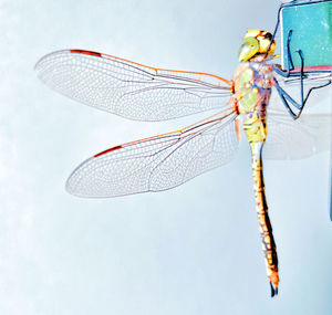 Close-up of dragonfly