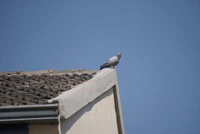 Low angle view of seagull on roof against clear sky