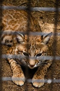 Close-up of a cat