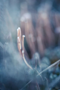 Close-up of snow on plant