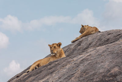 Lioness and cub on a rock