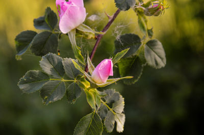 Close-up of pink rose