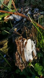 High angle view of autumn leaves on field