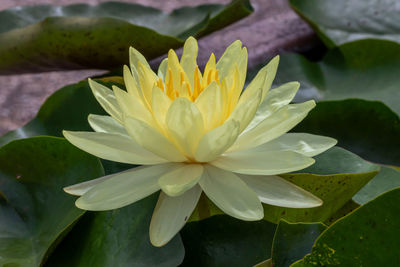 Close-up of lotus water lily