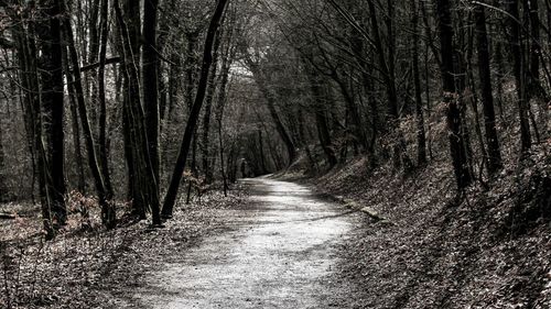 Footpath amidst trees in forest